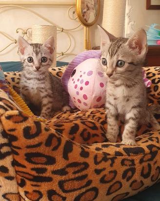Cuccioli bengala Silver e Brown