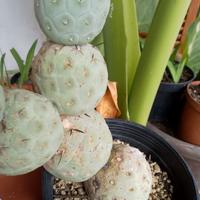 Piante grasse tephrocactus geometricus