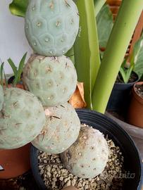 Piante grasse tephrocactus geometricus