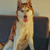 Husky maschio per monta