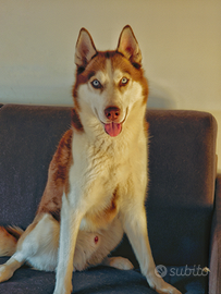Husky maschio per monta