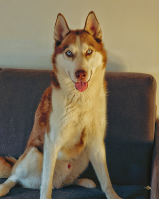 Husky maschio per monta