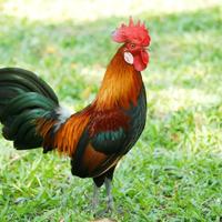 Gallo italiano comune