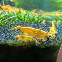 Neocaridina davidii "Yellow Fire Neon" 2° scelta