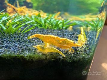 Neocaridina davidii "Yellow Fire Neon" 2° scelta