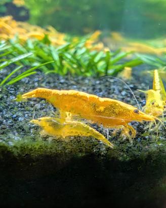 Neocaridina davidii "Yellow Fire Neon" 2° scelta