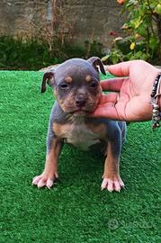 Pitbull 