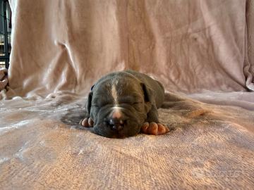 Cucciolo cane Amstaff maschio