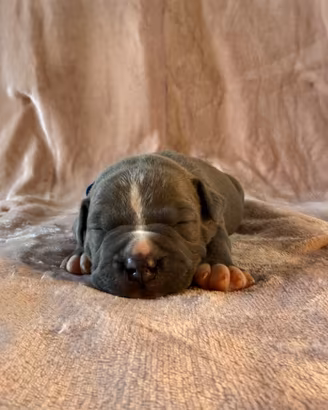 Cucciolo cane Amstaff maschio