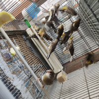 Canarini novelli 10 cada uno