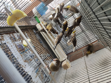 Canarini novelli 10 cada uno