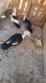 Anatre mute e pulcini