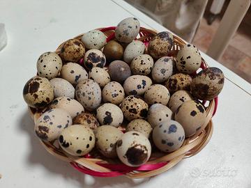 Uova di quaglia 