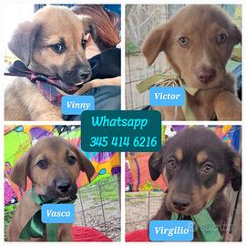 Cuccioli taglia media meticci