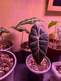 Piantine di Alocasia polly