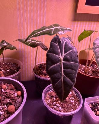 Piantine di Alocasia polly