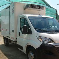 Citroen cella frigo - 20 gradi