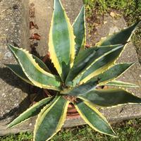 Agave  altezza 35 cm.