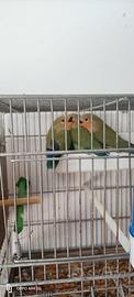Inseparabili a siracusa