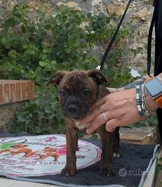 Cucciola Staffordshire bull terrier