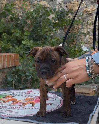 Cucciola Staffordshire bull terrier