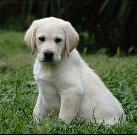 Labrador retriever cuccioli maschi miele