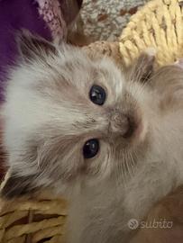 Cuccioli ragdoll disponibili da agosto