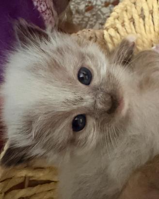 Cuccioli ragdoll disponibili da agosto