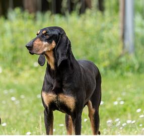 Segugio italiano nero focato maschio