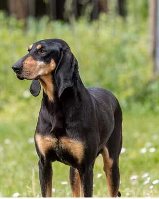 Segugio italiano nero focato maschio