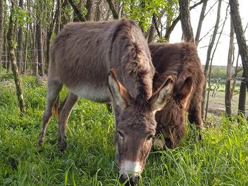 Coppia asine femmine