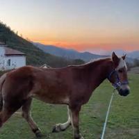 Cavalla
