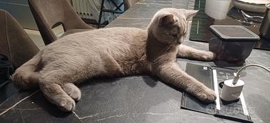 Micia british shorthair
