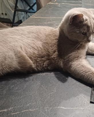 Micia british shorthair