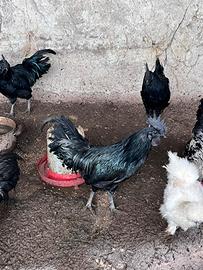 Galli cemani/moroseta