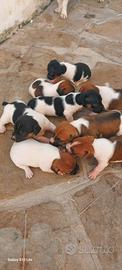 Jack russell