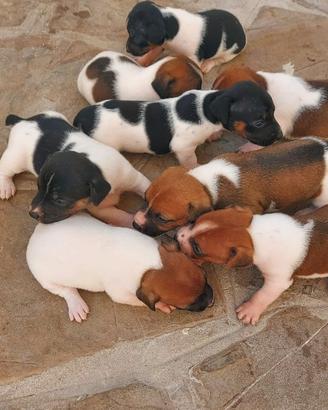 Jack russell