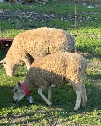Agnella texel
