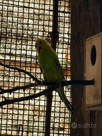 Pappagalli cocorite