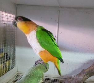 Caicco testa nera pullo