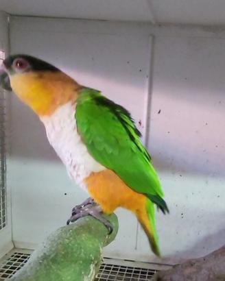 Caicco testa nera pullo