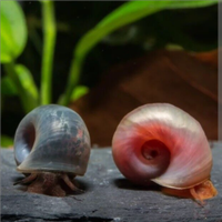 Lumache di acqua dolce planorbarius 1 euro l una