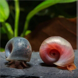 Lumache di acqua dolce planorbarius 1 euro l una