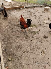 Gallina nana