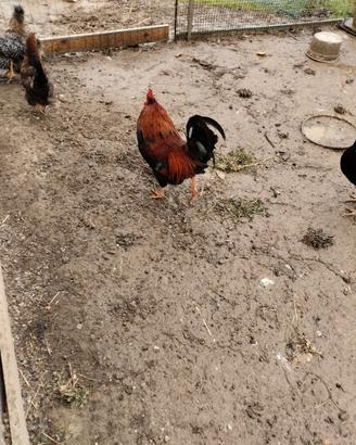 Gallina nana