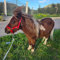Poni piccola taglia