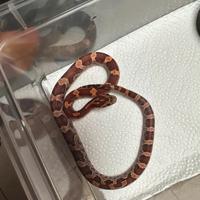 Serpente Del Grano Baby Femmina