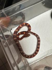 Serpente Del Grano Baby Femmina