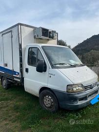 Furgone fiat ducato frigo 2004