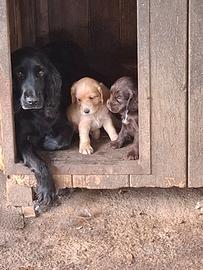 Cuccioli di Cocker Spaniel Inglese con Pedigree